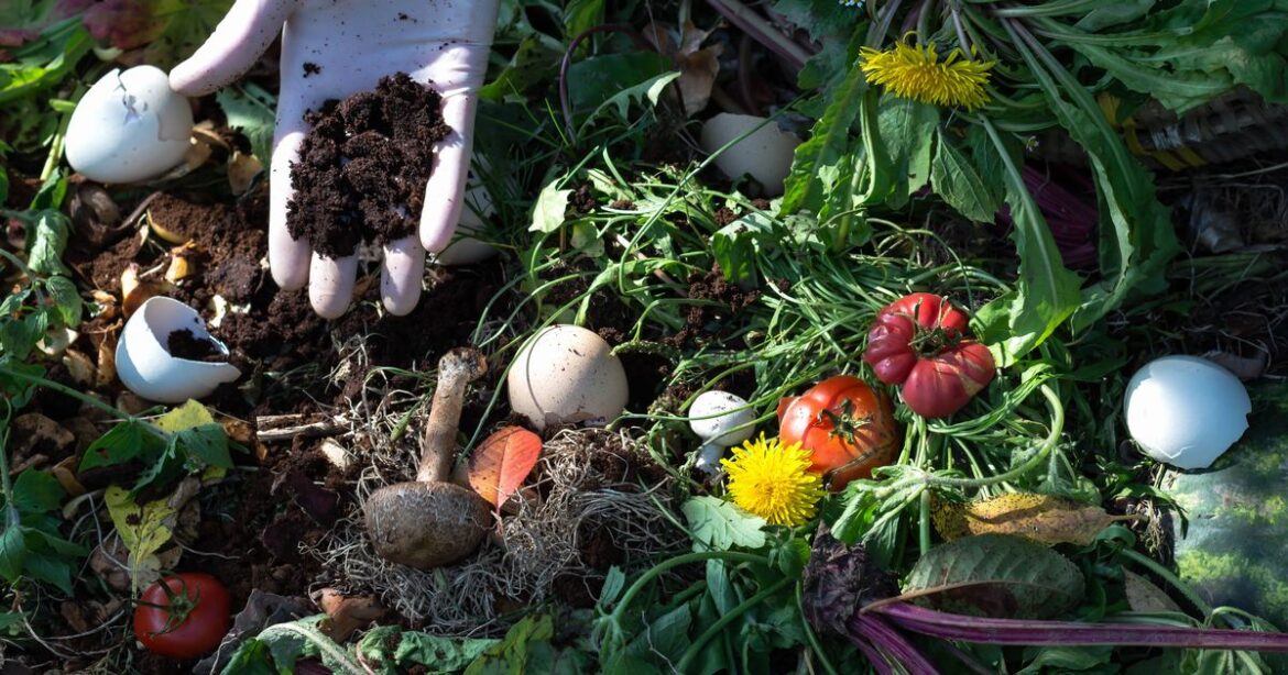 Gardeners in Devon must add one thing to plants before September Ipso logo