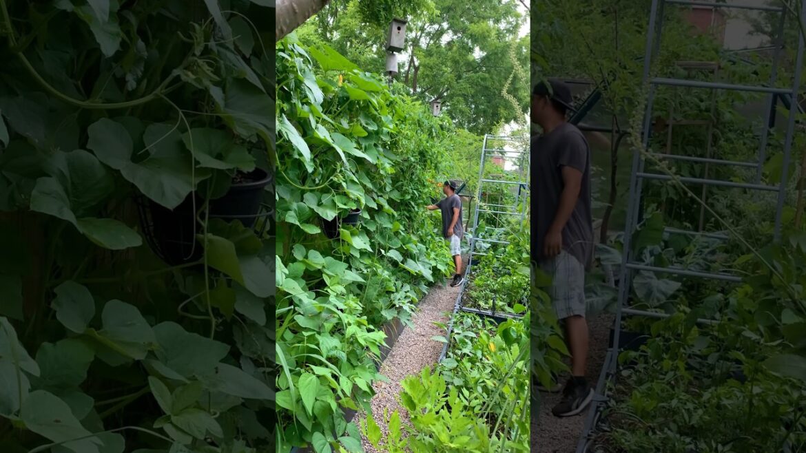 The result is insane! We went from bare backyard garden to full on mountain jungle