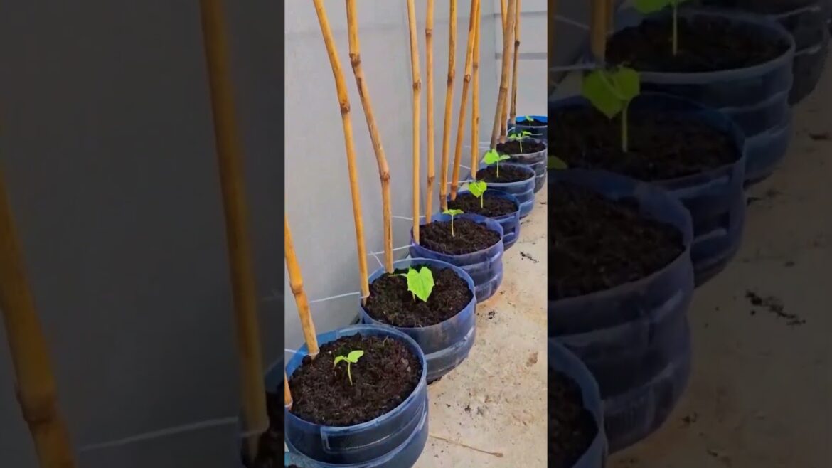 Water gallon gardening — smart, simple, sustainable #plants #shorts