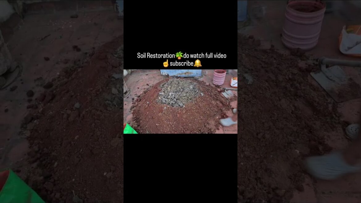 Soil Restoration effective method watch complete video&Subscribe🔔🤝#garden#gardeningtips #information Soil Restoration effective method watch complete video&Subscribe🔔🤝#garden#gardeningtips #information