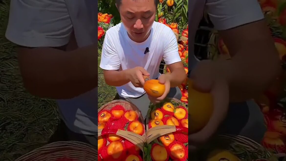 WOW 😲😳🤯 ‼️Harvest farm fresh fruit cutting, oddly satisfying fruit #freshfruits #harvest #shorts WOW 😲😳🤯 ‼️Harvest farm fresh fruit cutting, oddly satisfying fruit #freshfruits #harvest #shorts