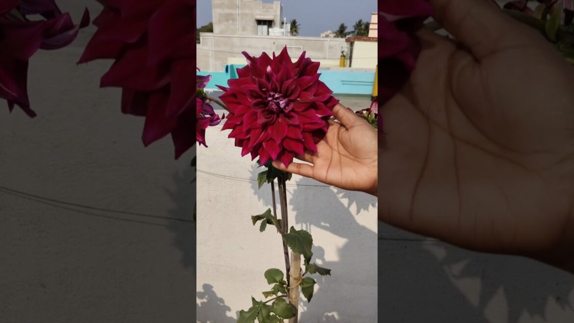 Dhalia growing tips #shorts #dhalia #gardening