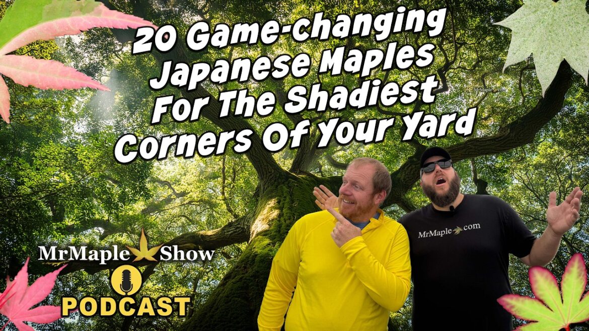 Top 20 Japanese Maples for the Shade Garden | MrMaple Show Podcast Top 20 Japanese Maples for the Shade Garden | MrMaple Show Podcast