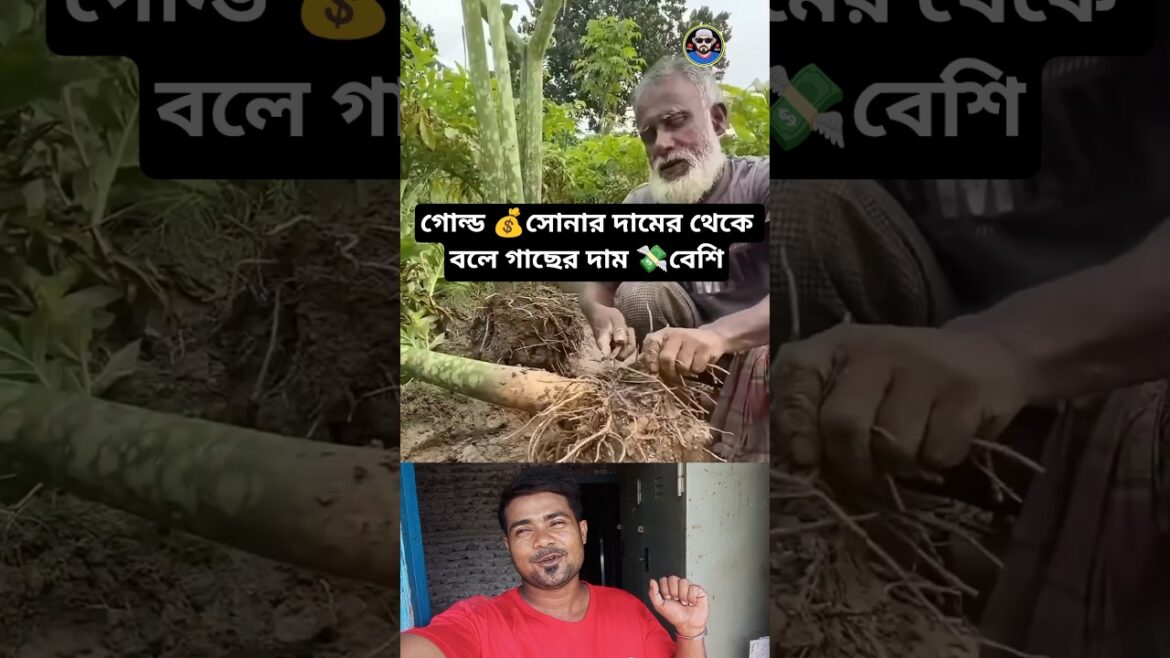 Very expensive tree Very expensive tree