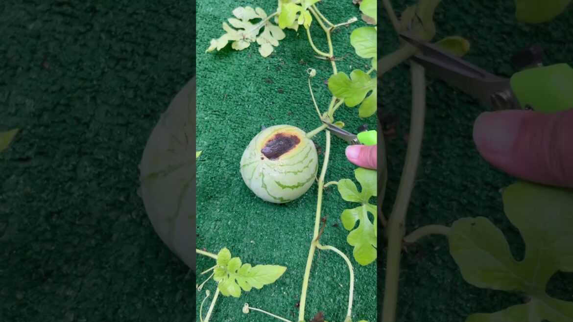 Blossom End Rot 💔🤧 #gardening #gardendesign #garden #ihavethisthingwithplants #gardenideas