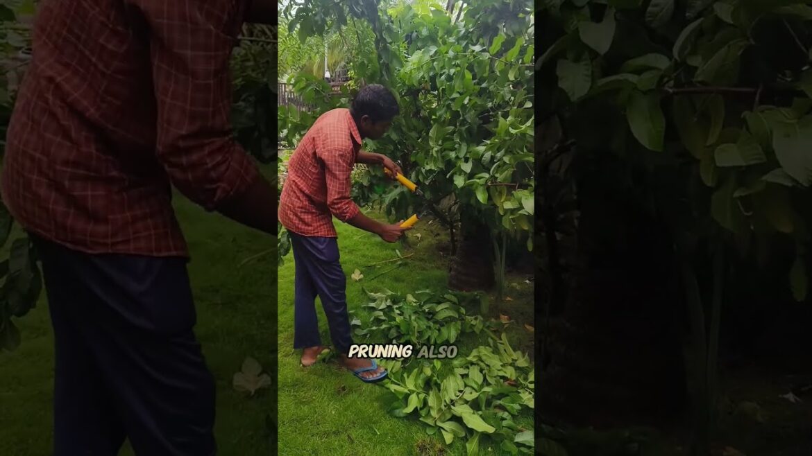 Cutting & Pruning Guava Tree | Easy Gardening Tips | Garden Lover Cutting & Pruning Guava Tree | Easy Gardening Tips | Garden Lover