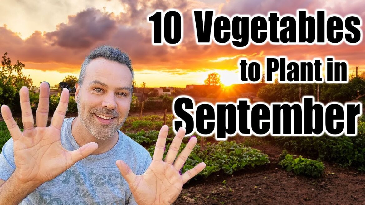 10 Crops to Direct Sow in September, Wherever You Live!
