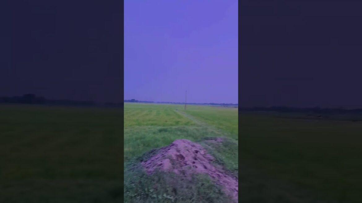 Tune o Rangeela #gardening #youtubeshorts #UpdateGardening #garden #youtubeshort #flowers #rose Tune o Rangeela #gardening #youtubeshorts #UpdateGardening #garden #youtubeshort #flowers #rose