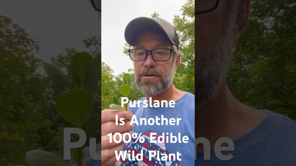 Purslane Is A 100% Edible Wild Plant (leaves, stems, and flowers) #edible #wild #wildedibles #plants Purslane Is A 100% Edible Wild Plant (leaves, stems, and flowers) #edible #wild #wildedibles #plants