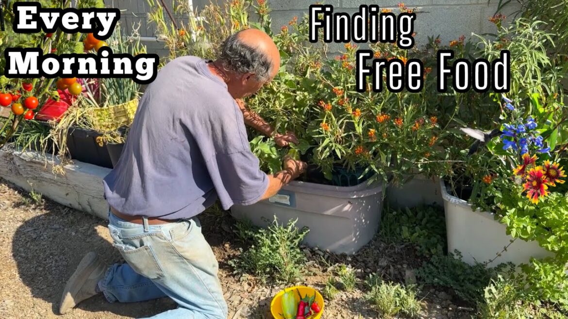 Vegetable Garden Grows ALL YEAR Food We Need for Health Container Gardening & in Ground & Dog Kennel Vegetable Garden Grows ALL YEAR Food We Need for Health Container Gardening & in Ground & Dog Kennel