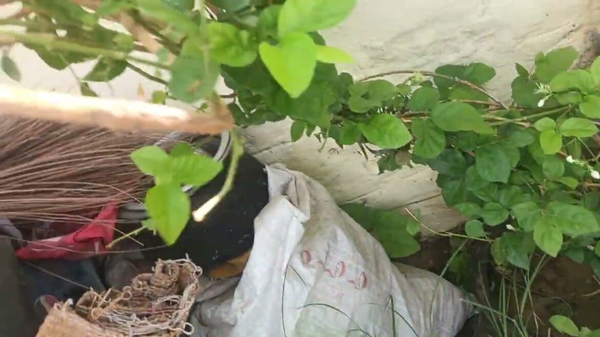 Garden supplies