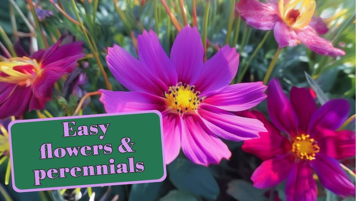 Easy Flowers & Perennials for Year-Round Colour | Easy Gardening in a Yorkshire Garden Easy Flowers & Perennials for Year-Round Colour | Easy Gardening in a Yorkshire Garden