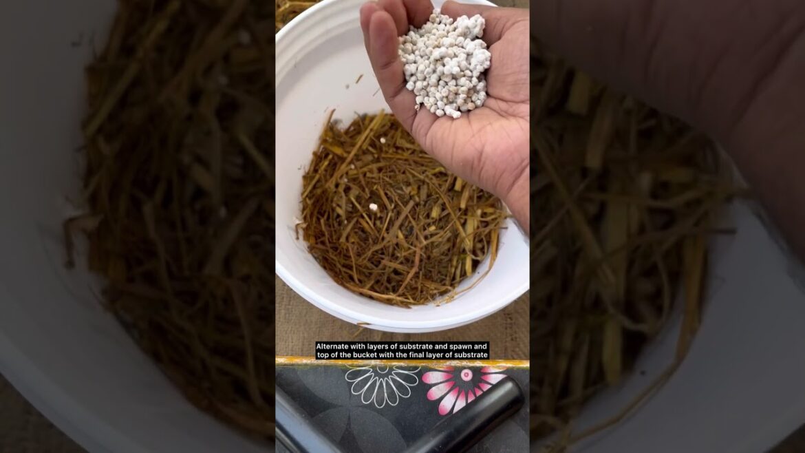 Grow mushrooms at home ! #mushroom #mushroomgrowing #gardening #gardeningvideos