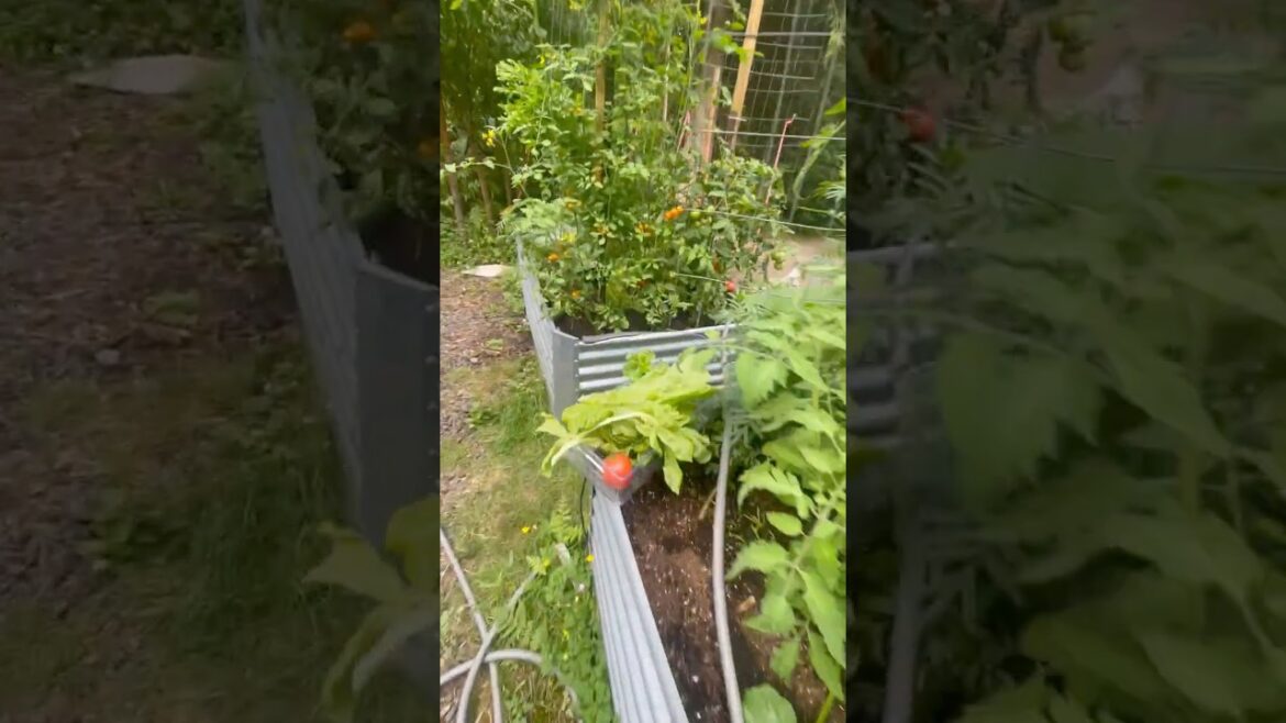 Greenhouse & Raised Garden Beds + or – Greenhouse & Raised Garden Beds + or -