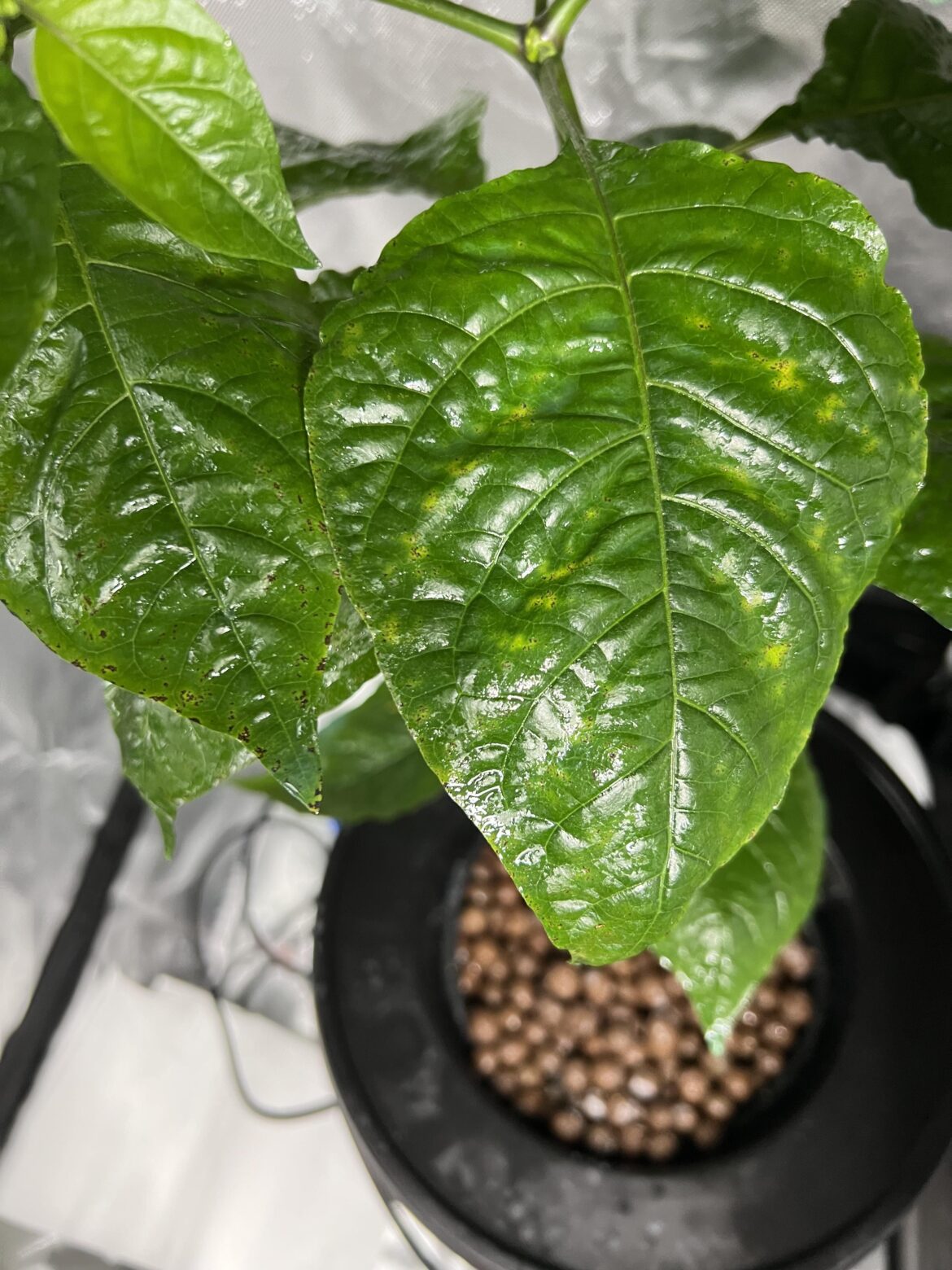 Fighting a fungus? Infection. Any tips?