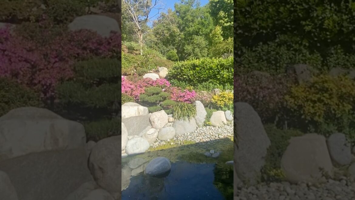 Japanese garden!#japan #japanese #garden #usa #california #beautiful #cool #travel #vlog #dailyvlog
