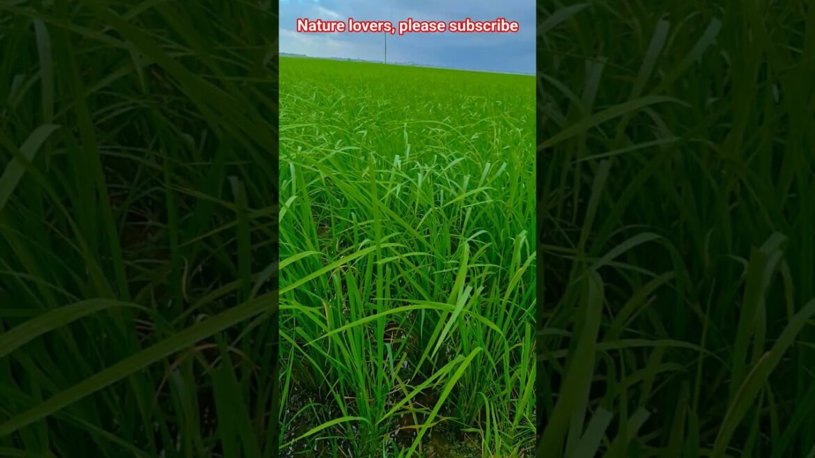 Natural Beauty of Village #village #flowers #garden #nature #naturelovers #happiness #gardening Natural Beauty of Village #village #flowers #garden #nature #naturelovers #happiness #gardening