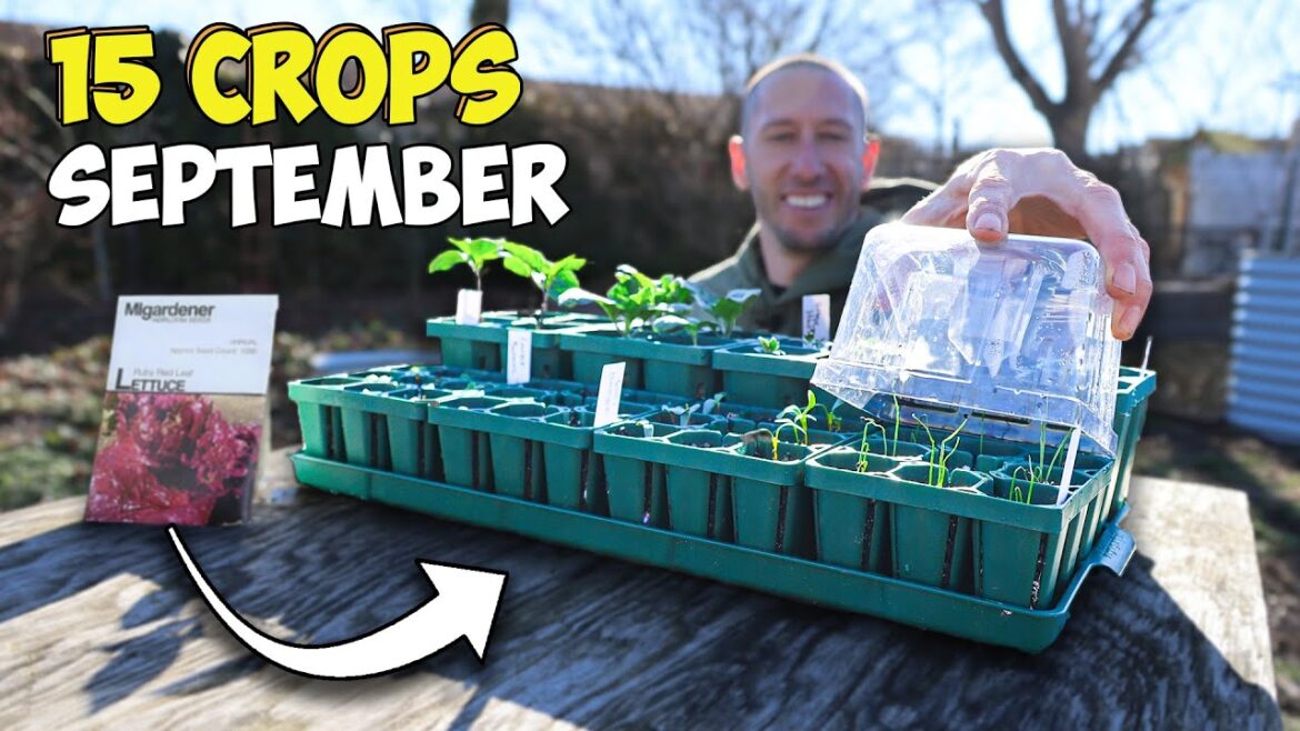 IT'S NOT TOO LATE! 15 Crops You Can STILL Plant in SEPTEMBER!