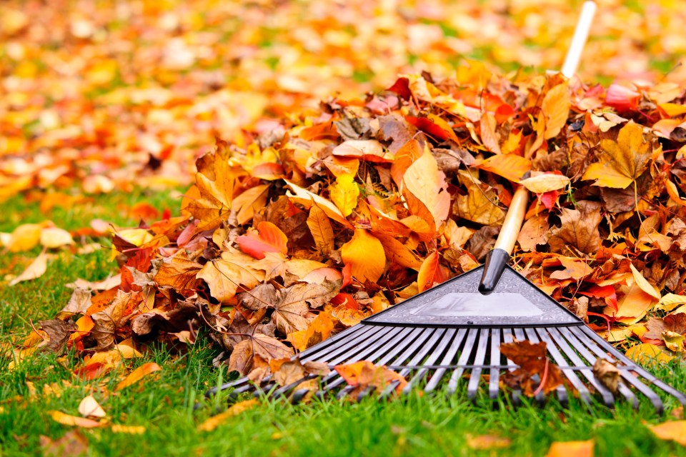 A rake in a pile of autumn leaves.