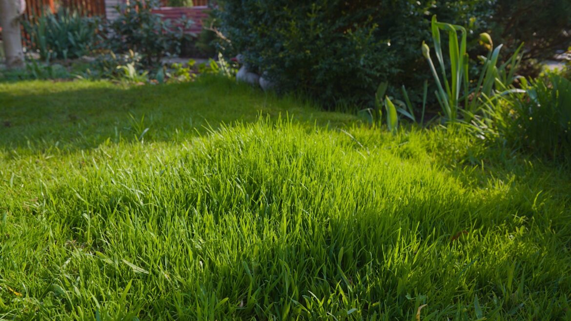 Gardeners issued 'early autumn' warning as lawns at risk of becoming breeding ground for disease