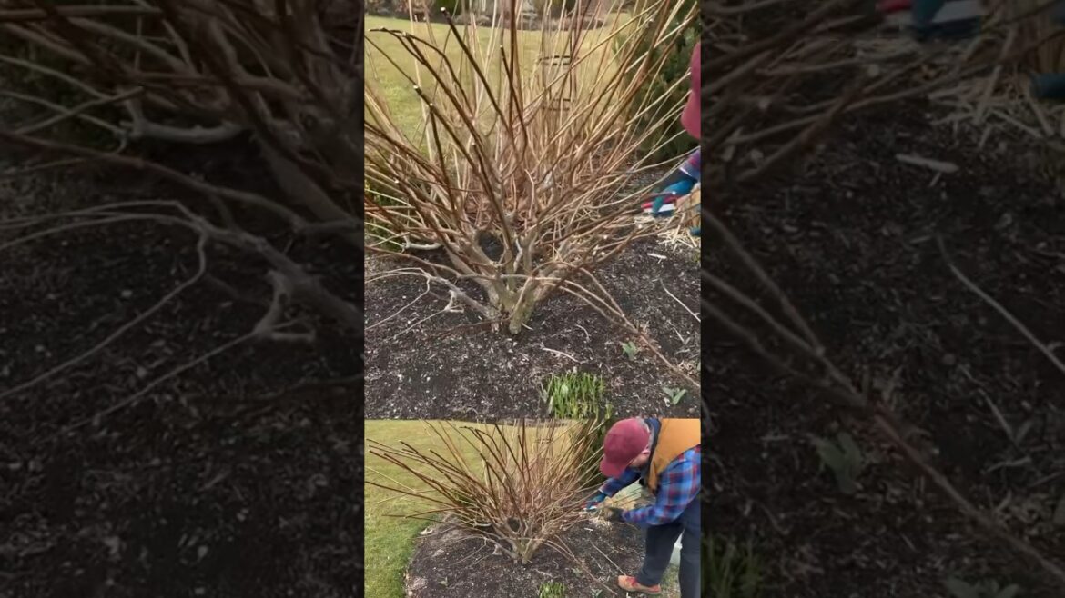 Hydrangea pruning can be as simple as 1..2..3! In this video we show you how! #garden #pruning