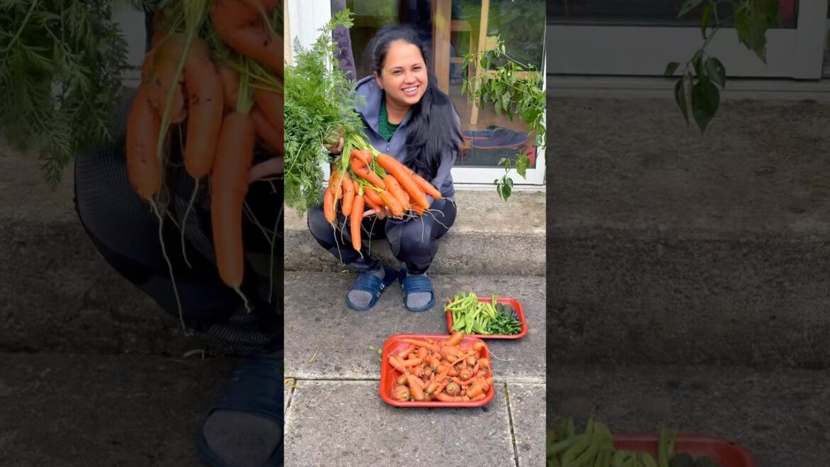 Today's Vegetable Harvest from My Garden/ Malayalam Vlog/ Family Vlog/ Vegetable Gardening Ideas