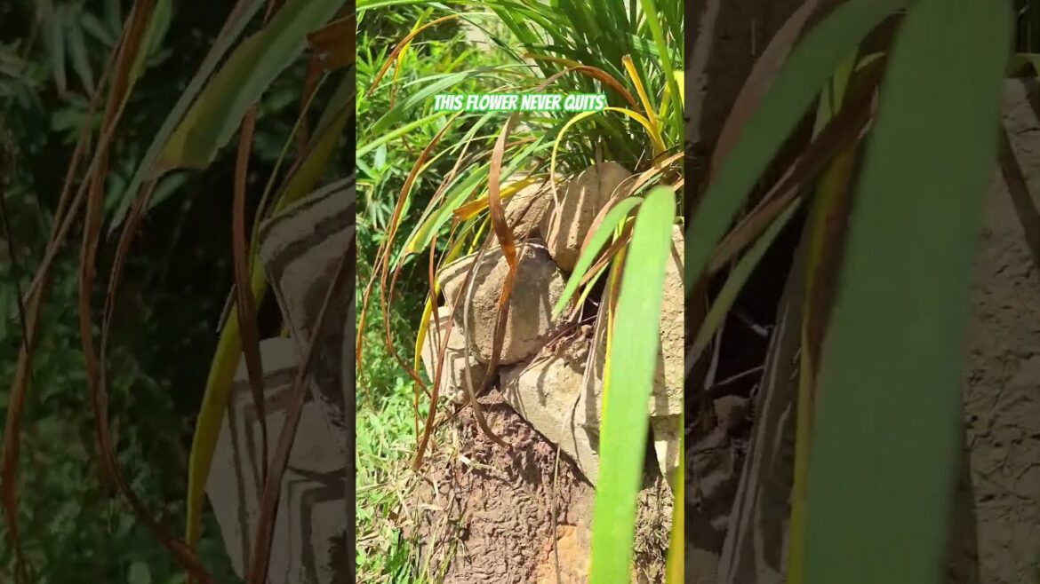 Mama's All Year Round Home Garden #gardening  #asmr #asmrsounds #plants  #shorts #homedecor