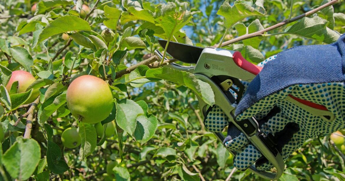 British homes with an apple tree in garden see fresh warning of six-figure bill Ipso logo