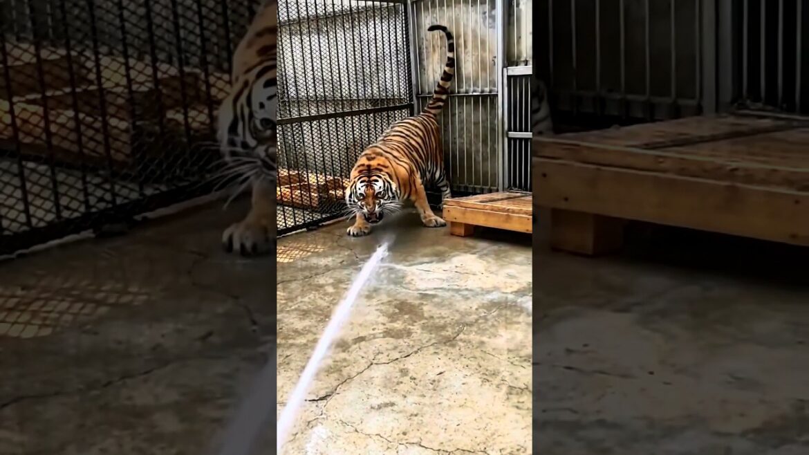A Unique Way To bathe A Tiger🐯  #shorts #tiger