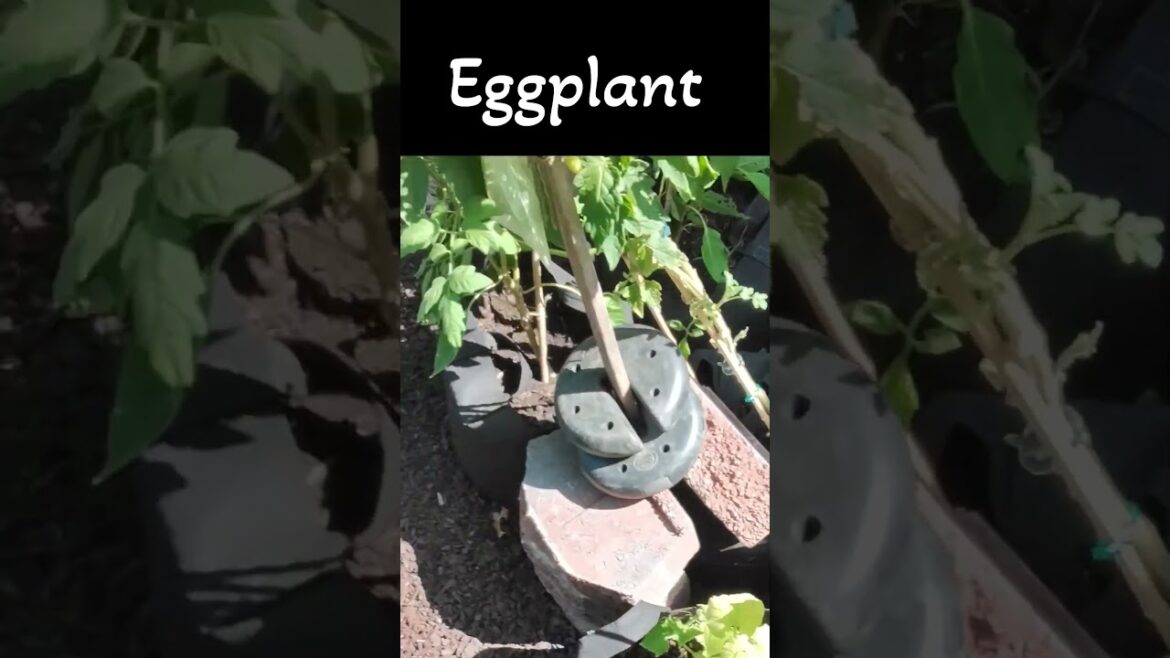 Middle of August container garden tour #2025season