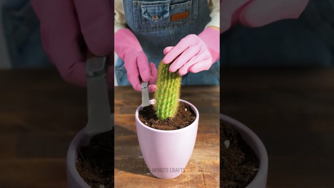 How to grow healthy and green plants 💚 How to grow healthy and green plants 💚