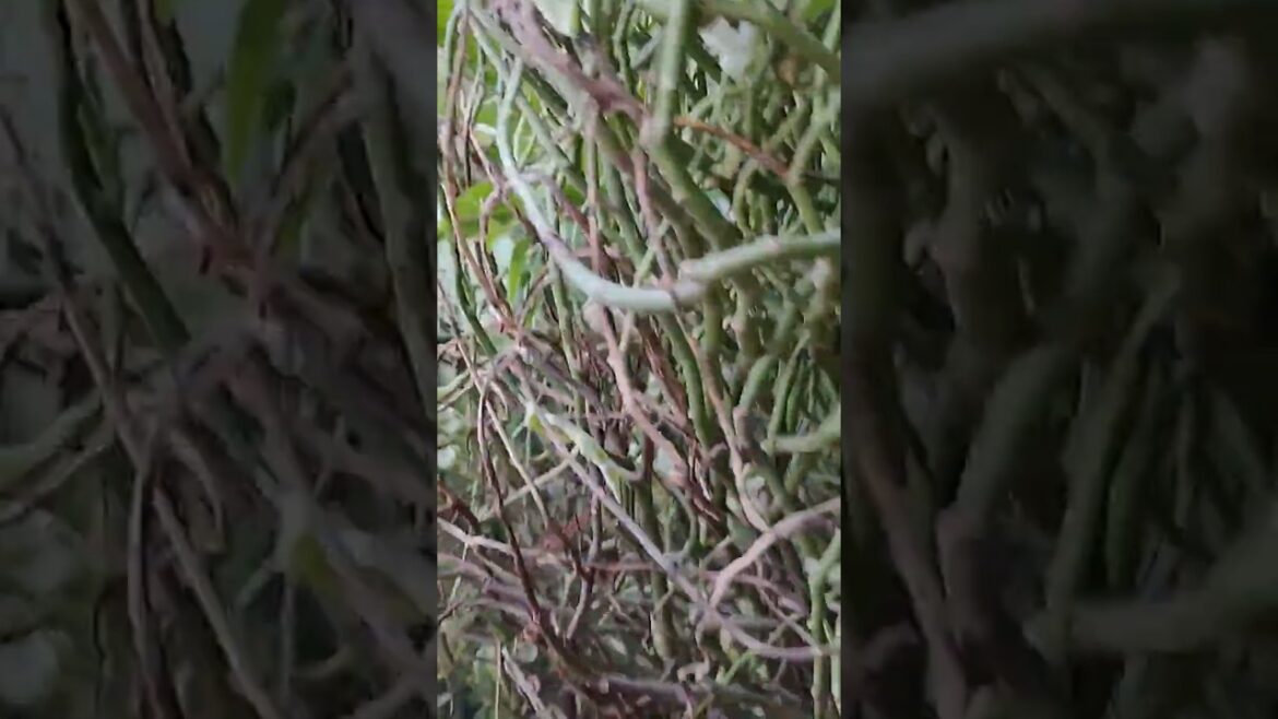 #happygardening #mytriedtips #beginners #devil’s backbone#carenthusiast #garden  #tips subscribe #happygardening #mytriedtips #beginners #devil's backbone#carenthusiast #garden  #tips subscribe