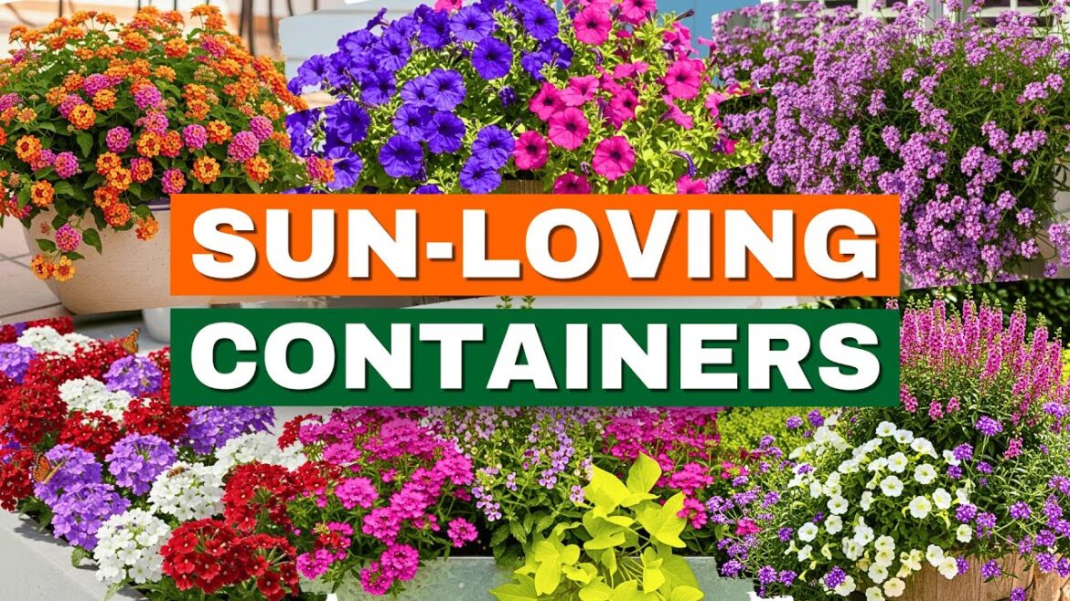 Top 7 Container Plants That THRIVE in Full Sun! ☀️ CONTAINER GARDENING