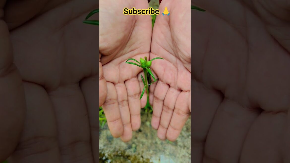 ফুল নিয়ে টিকটিক #gardening #youtubeshorts #UpdateGardening #garden #youtubeshort #flowers #rose