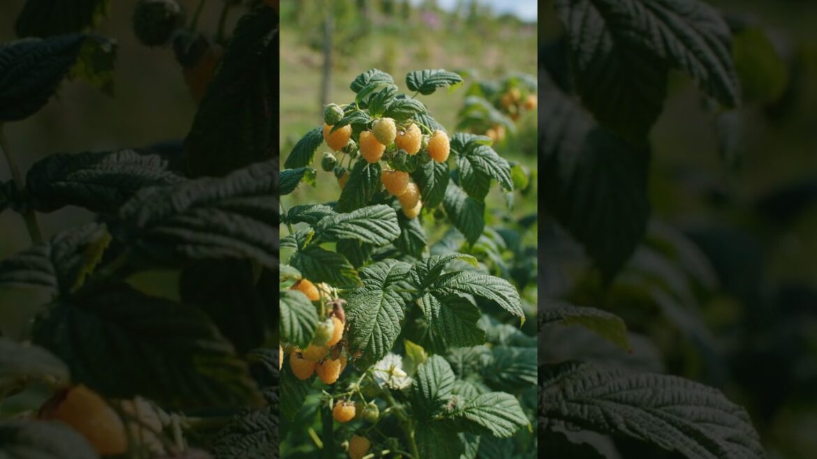 Why You Must Grow This Yellow Fruit