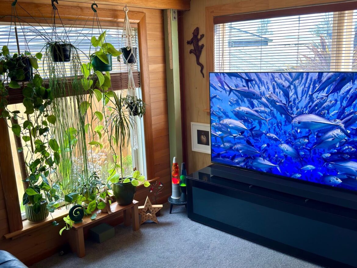 My plant curtain I’ve been growing for the past year