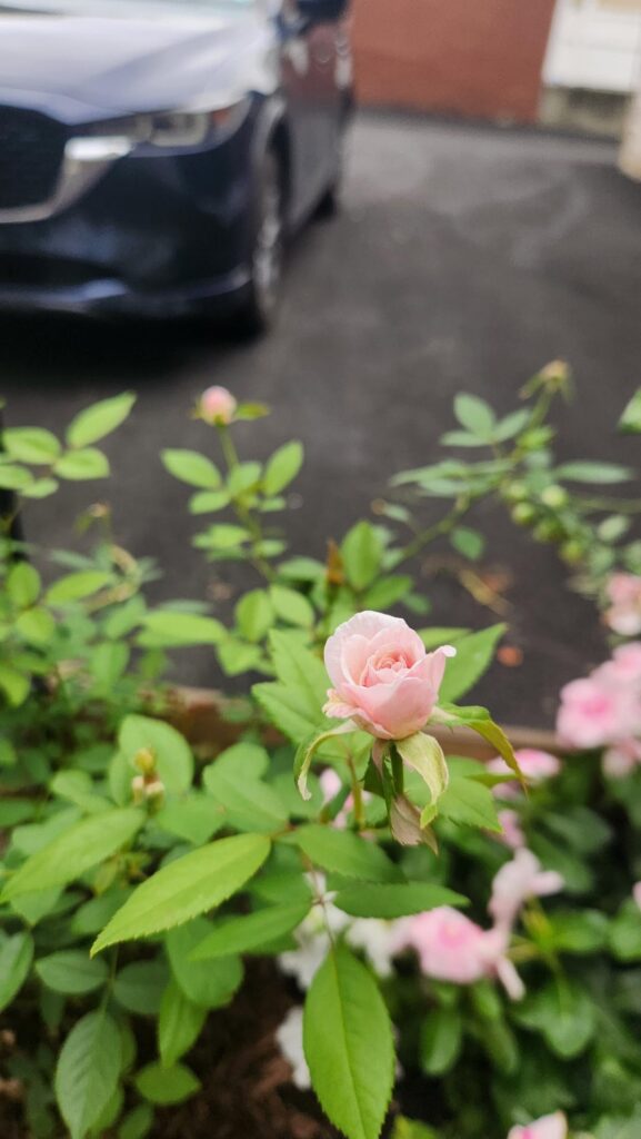 Cecile Brunner dying after a few days