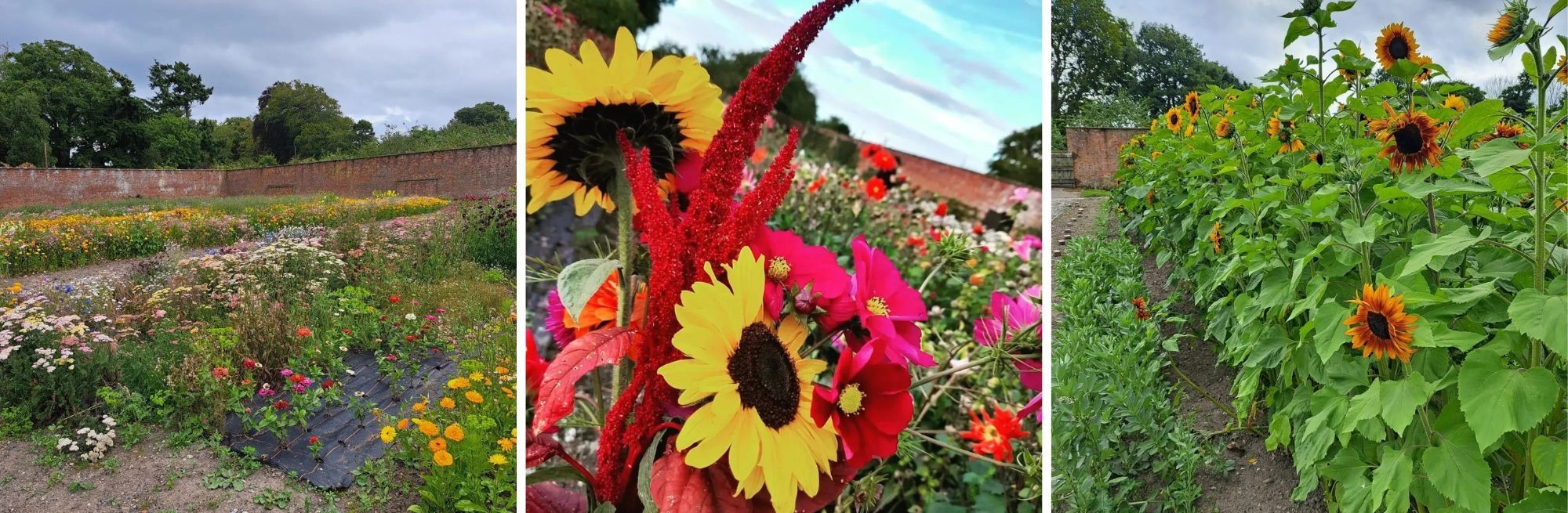 Mostyn Kitchen Garden in bloom.