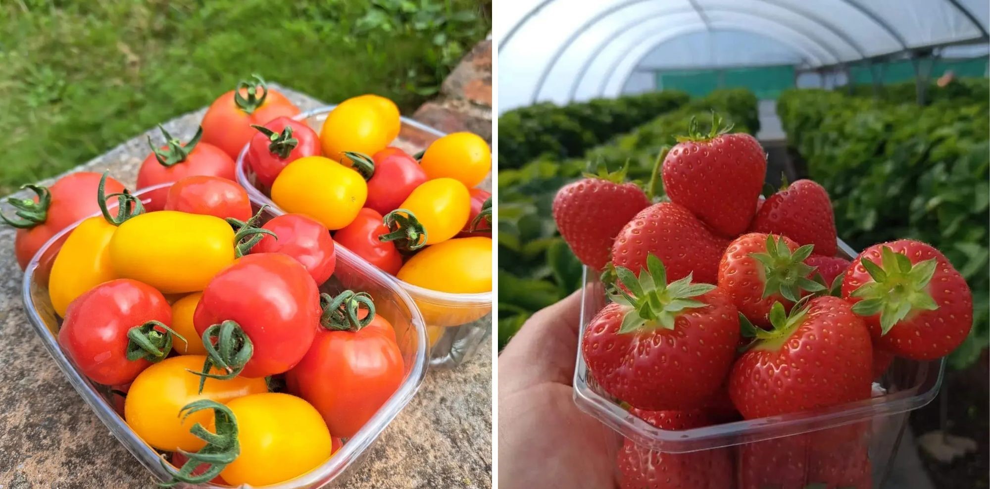 Fresh produce grown at Mostyn Kitchen Garden.