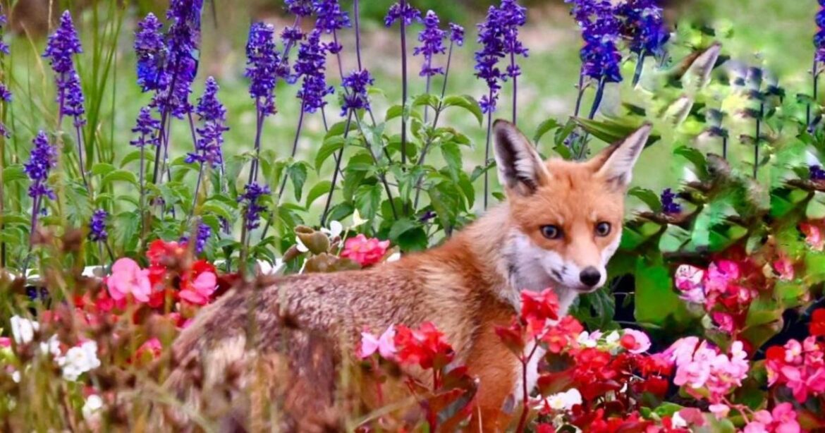 Oxford Mail Camera Club members share snaps of their gardens Oxford Mail Camera Club members share snaps of their gardens