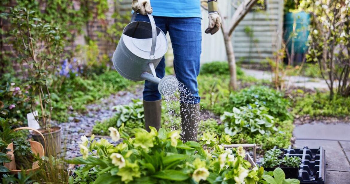 Alan Titchmarsh shares best time of day to water your garden