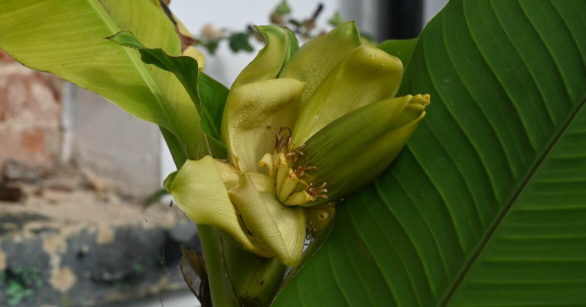 Banana plant with flower head seen in Dursley woman’s garden Banana plant with flower head seen in Dursley woman's garden