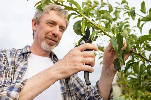 50 year old farmer pruning a pear tree