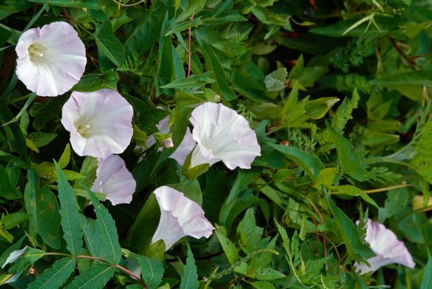 bindweed 