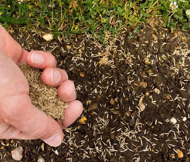 GroundMaster Premium Lawn Grass Seed