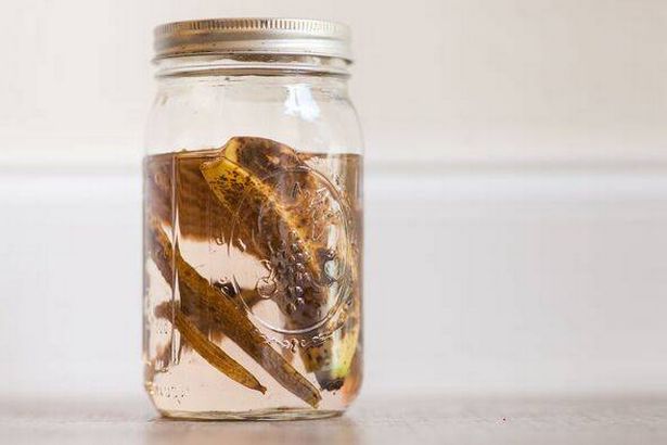A Large Glass Mason Jar With Brown Banana Peels & Water for a Homemade Natural Plant Fertilizer or Plant Tea, A Nutrient-Rich Fertilizer for all Plant