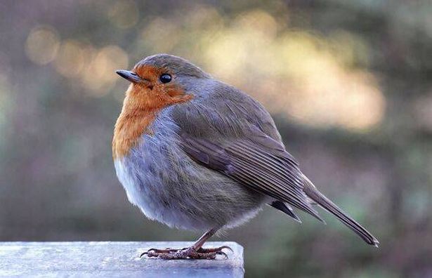A closeup of a cute, chubby European robin, erithacus rubecula, perching on a fence post against a defocused background.