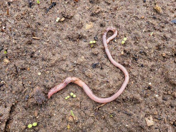 An earthworm on the ground. worms recycle plant waste into a rich soil improver. Worm for fishing Dendrobaena Veneta.