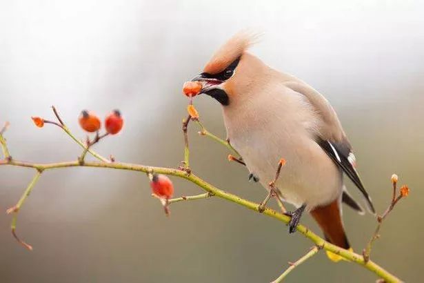 Bohemian waxwing eating frozen rosehip from bush in winter
