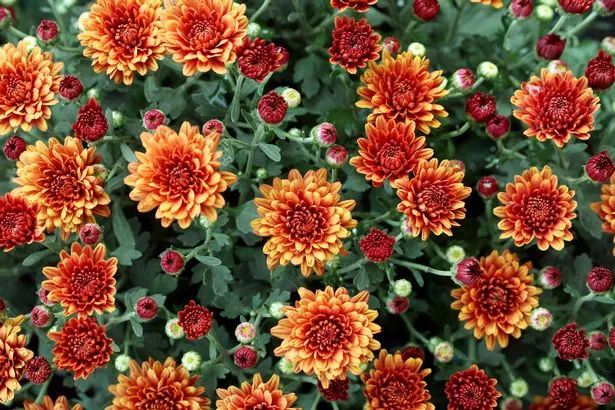 chrysanthemums